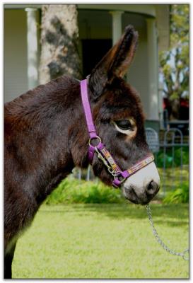 Itsy Bitsy black Sunset, black miniature donkey jennet for sale at Itsy Bitsy Burro Co