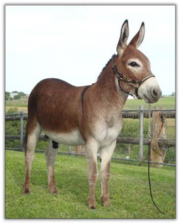 Itsy Bitsy Firethorne, red miniature donkey jack for sale