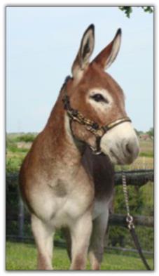 Itsy Bitsy Firethorne, red miniature donkey jack for sale