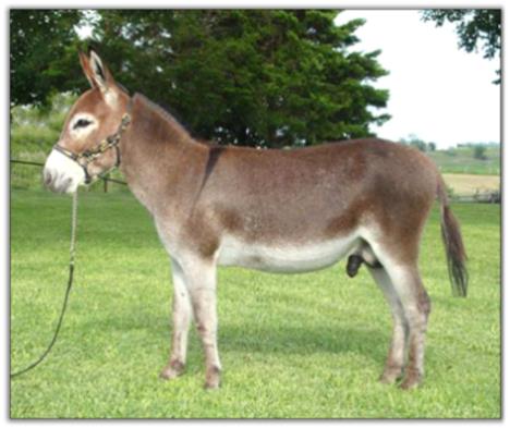 Itsy Bitsy Firethorne, red miniature donkey jack for sale