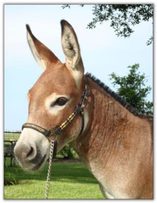 Itsy Bitsy Jet Fire, dark red miniature donkey jack for sale