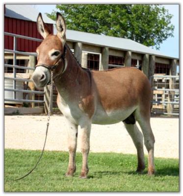 Itsy Bitsy Jet Fire, dark red miniature donkey jack for sale