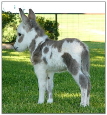 Painted Rose, spotted miniature donkey for sale