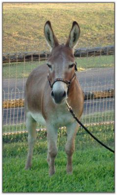 758's Power X, red herd sire at Itsy Bitsy Burro Co