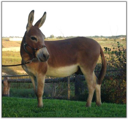 758's Power X, red herd sire at Itsy Bitsy Burro Co