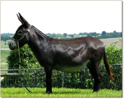 Sunset Acres Nestle