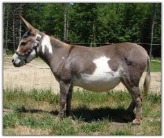 Miniature donkey, Seventh Heaven