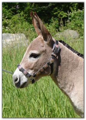 Miniature donkey Flight of Fancy Sonflower