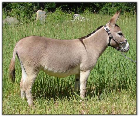 Miniature donkey Flight of Fancy Sonflower