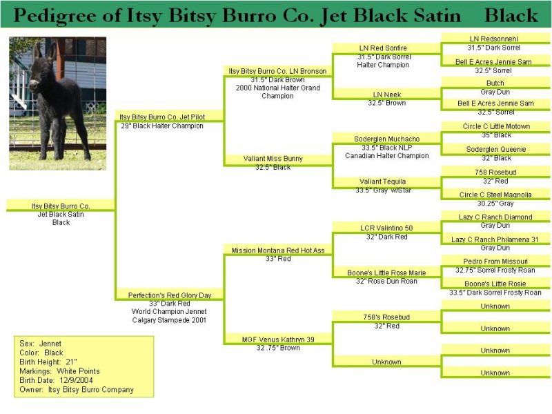 Pedigree of Itsy Bitsy Black Satin