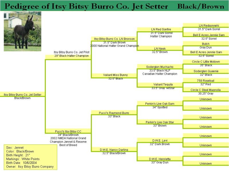 Pedigree of Itsy Bitsy Jet Setter