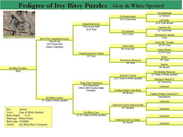 Pedigree for Itsy Bitsy Puzzles