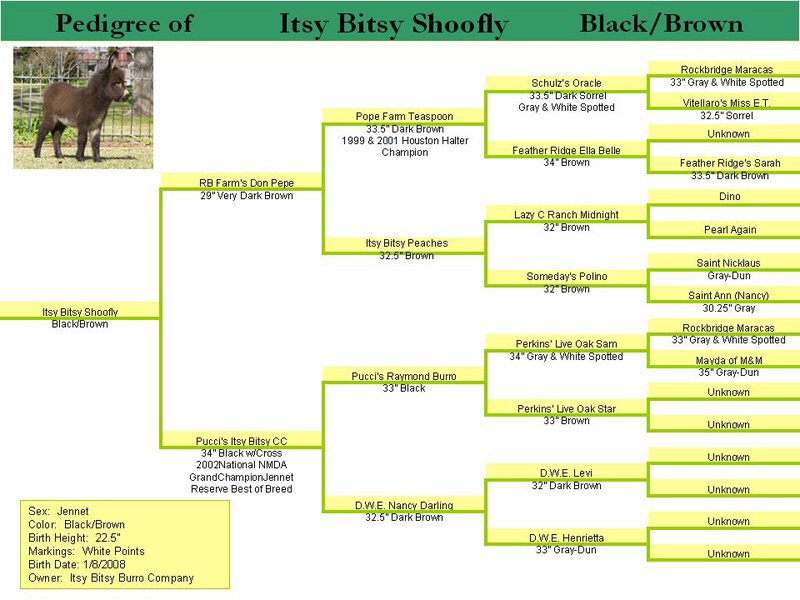 Pedigree of Itsy Bitsy Shoofly