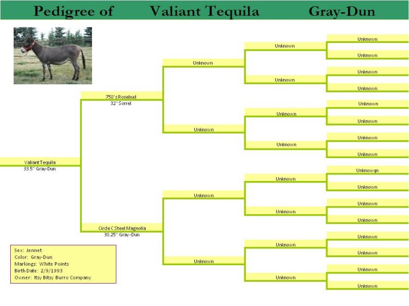 Pedigree of Valiant Tequila