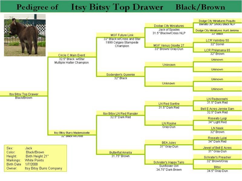 Pedigree of Itsy Bitsy Top Drawer